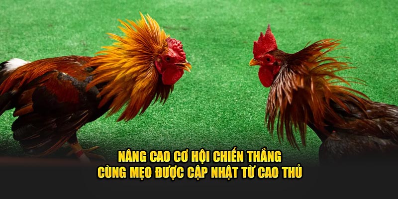 nang-cao-co-hoi-chien-thang-cung-meo-duoc-cap-nhat-tu-cao-thu (1)